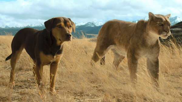 Belline pasje dogodivščine